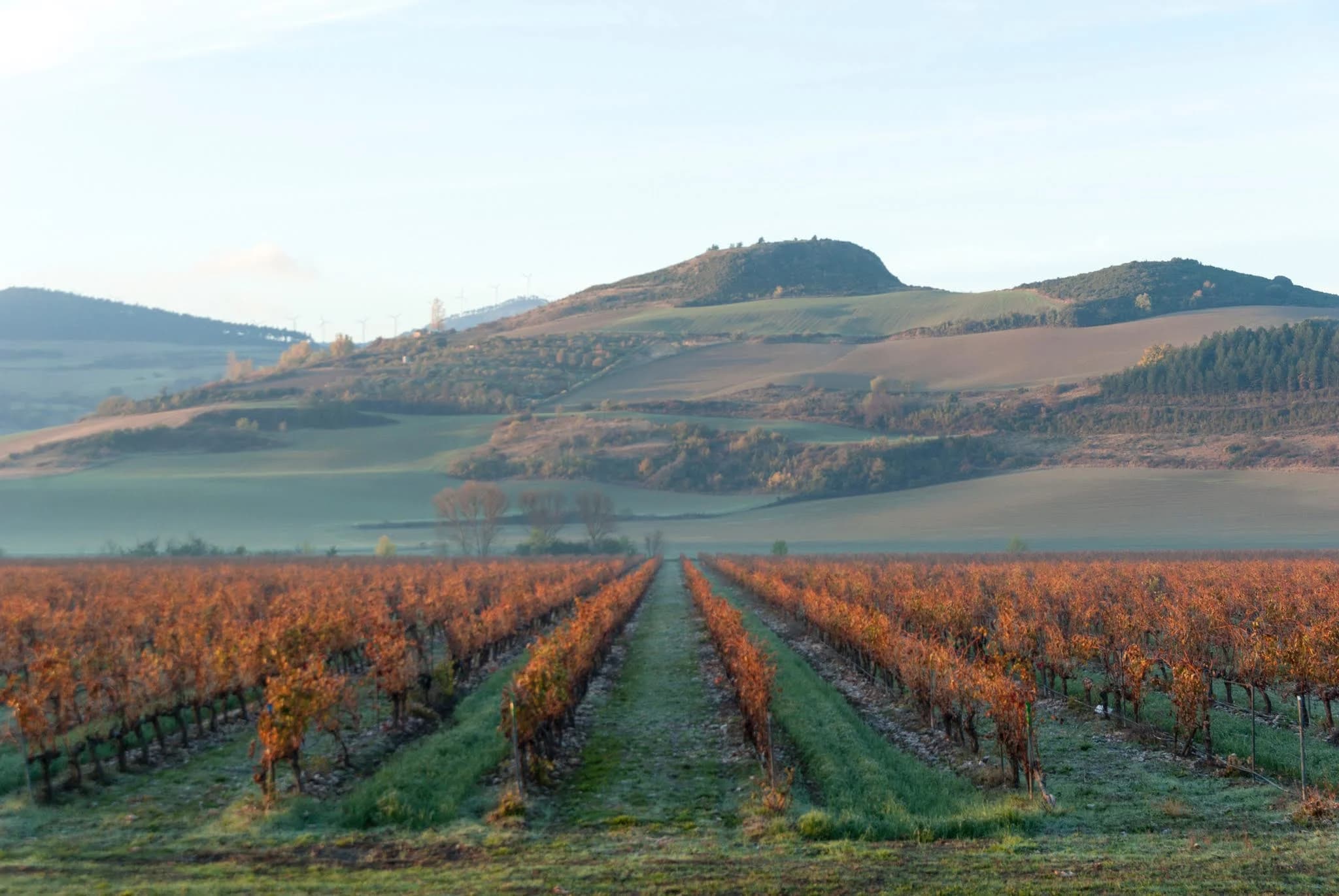 Viñedos de Otazu en Otoño
