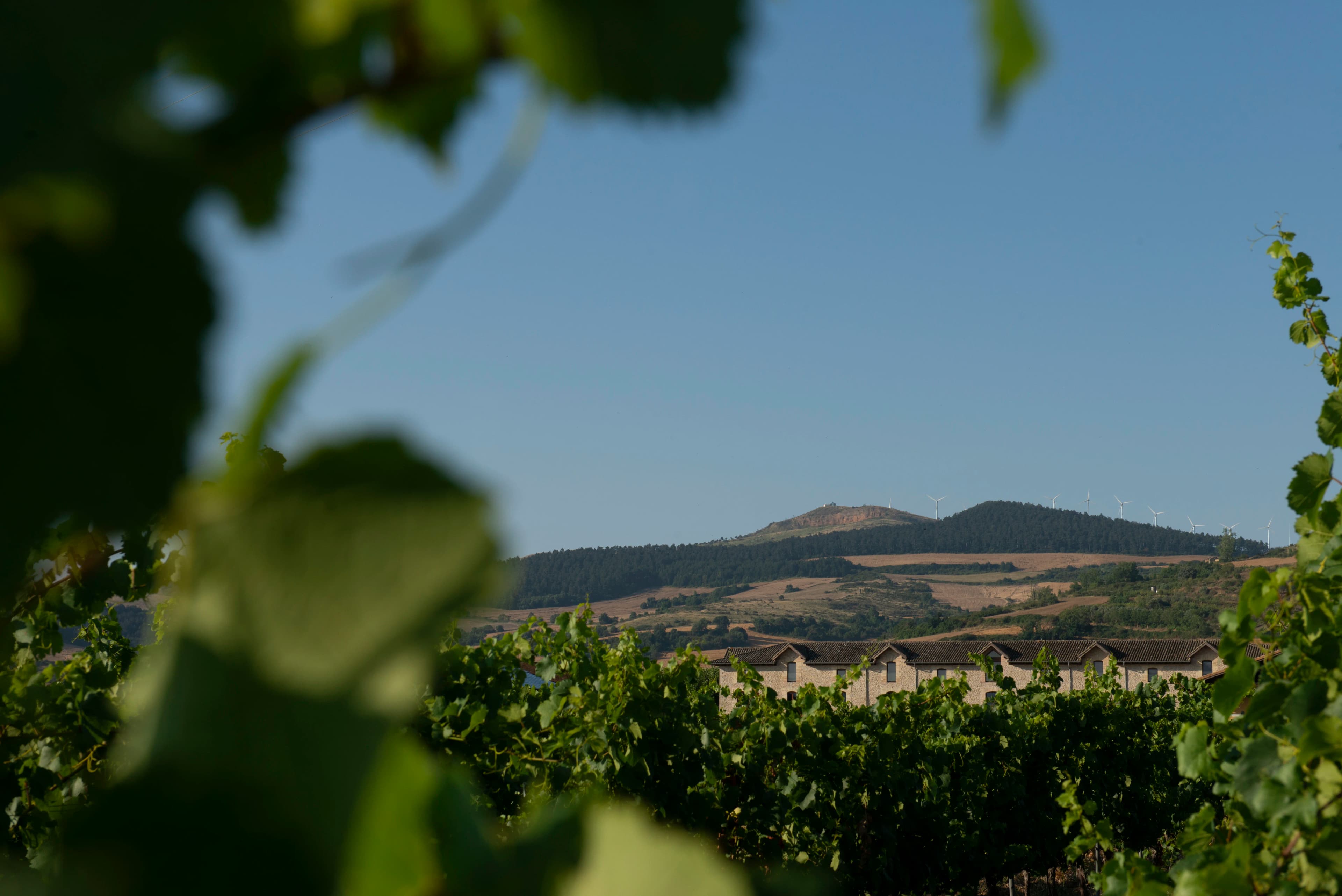 Viñedos de Otazu en Verano