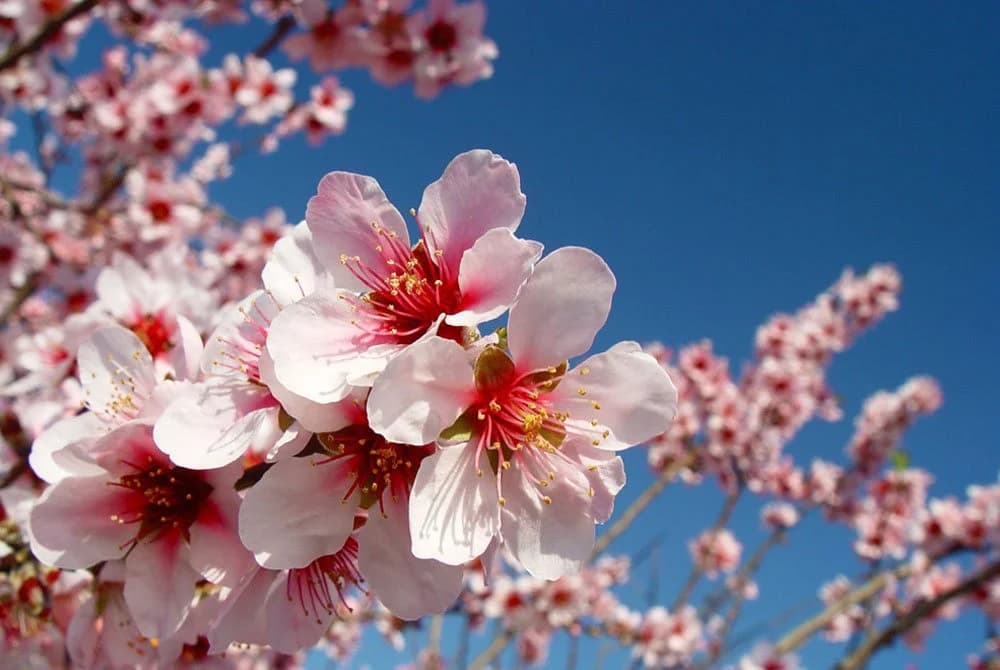 Almendro