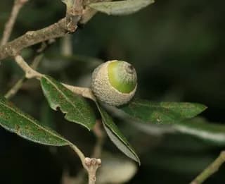 Encina