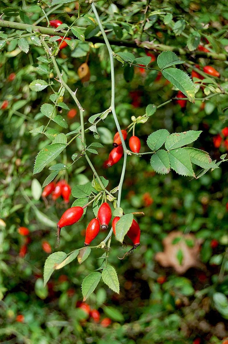 Escaramujo