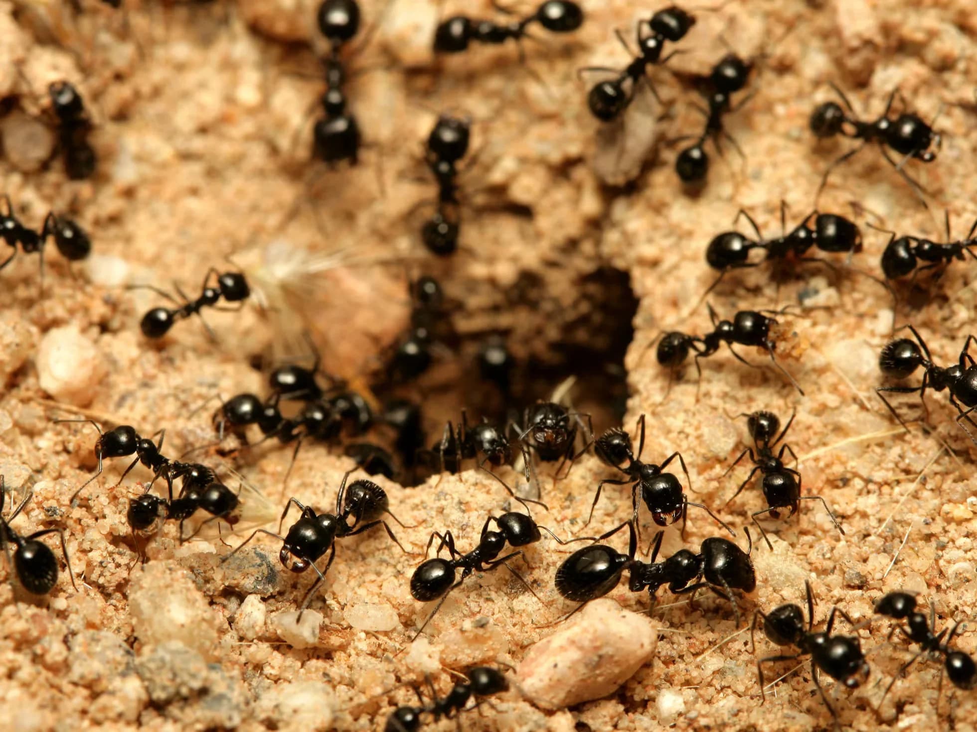 Hormigas