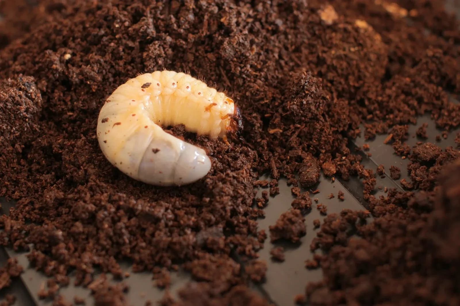 Larvas de escarabajos