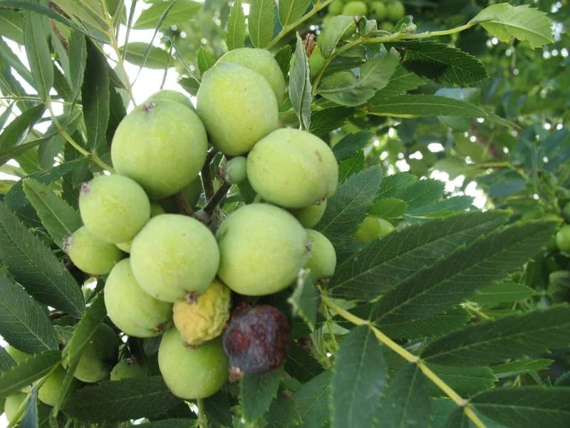 Pomero