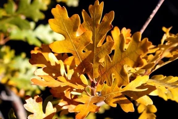 Roble