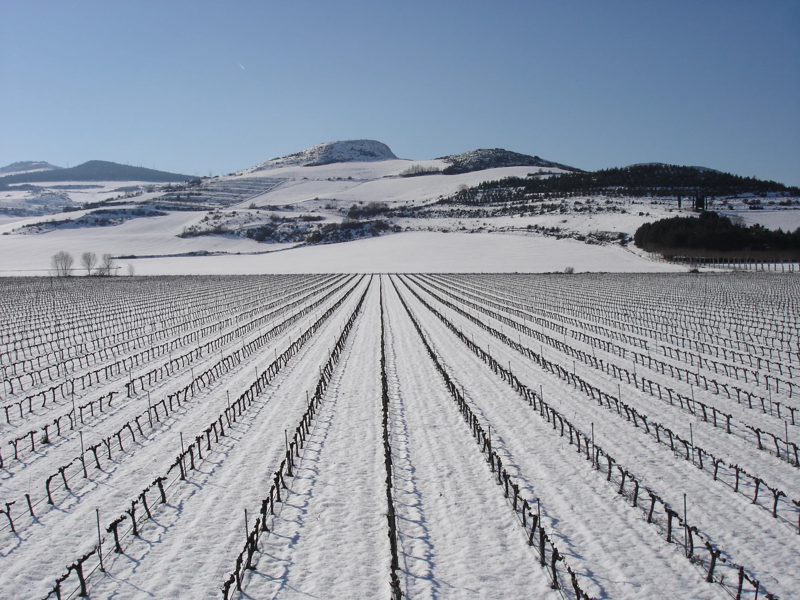 Viñedos de Otazu en Invierno