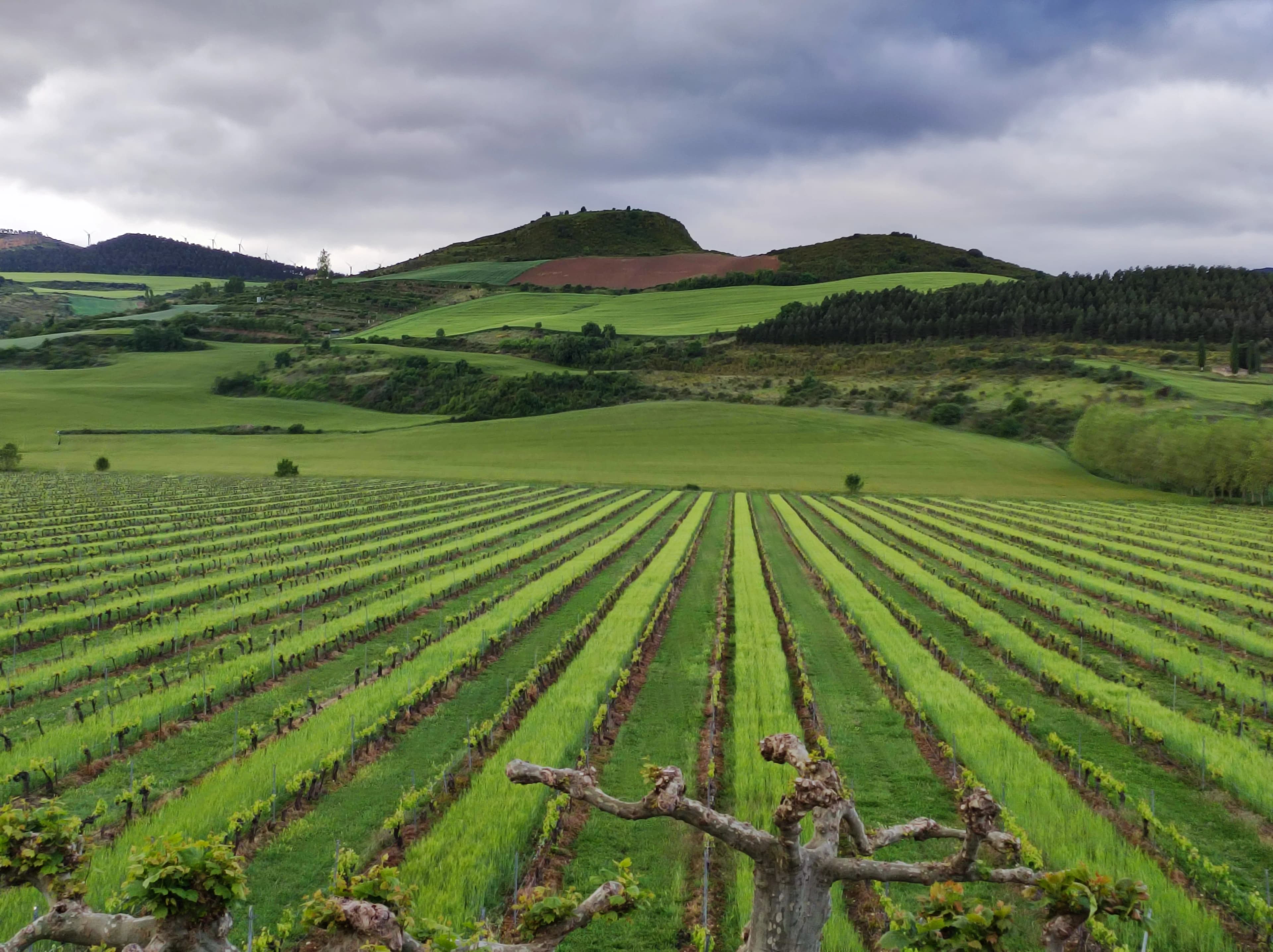 Viñedos de Otazu en Primavera