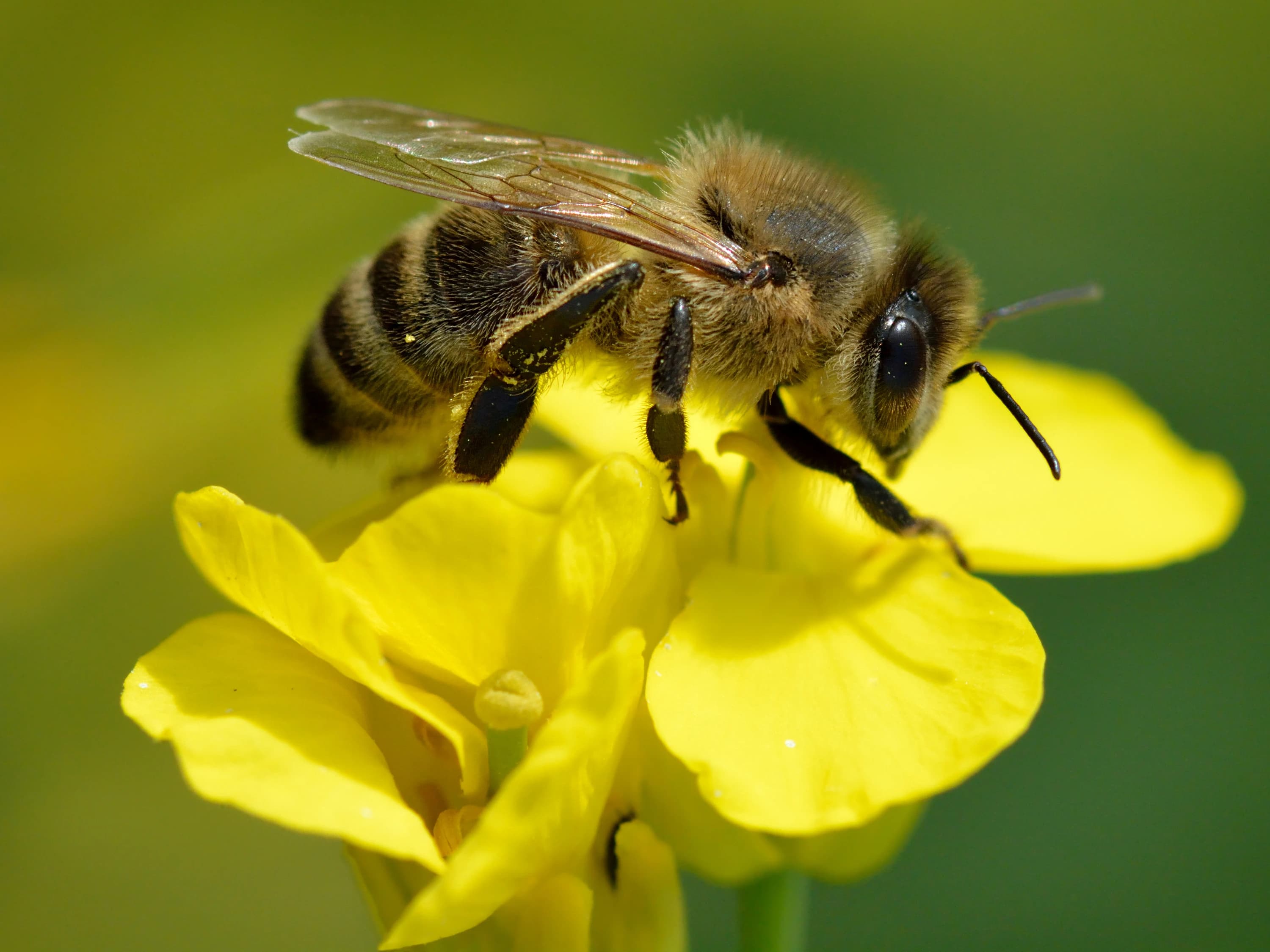 Abejas solitarias