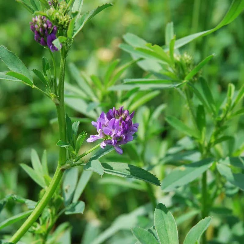 Alfalfa