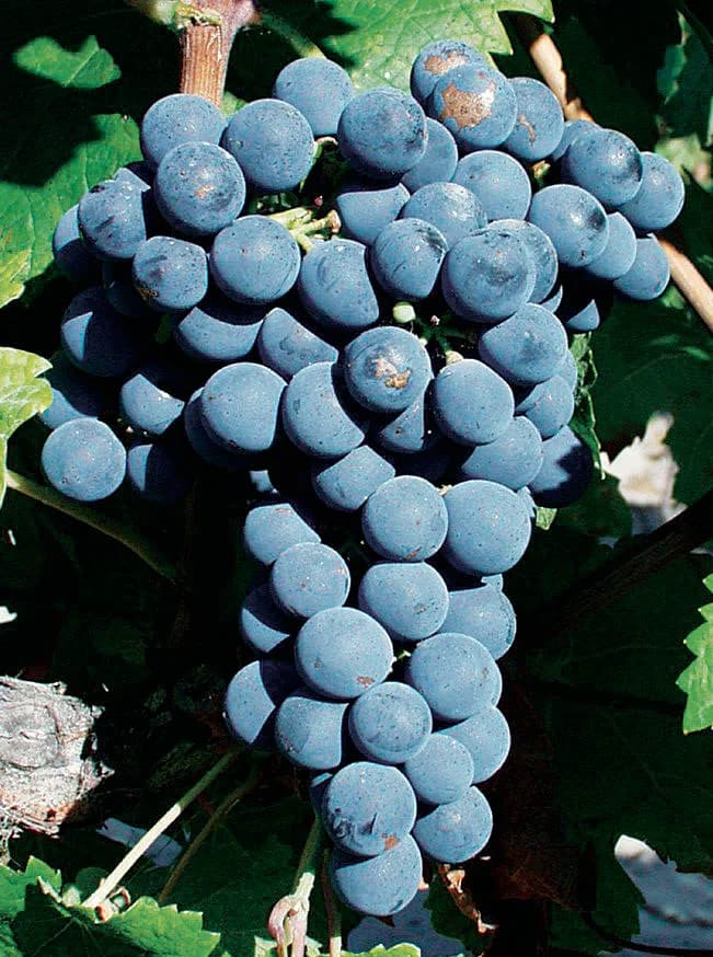 Racimo de Cabernet Franc