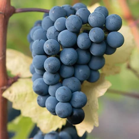 Racimo de Cabernet Sauvignon