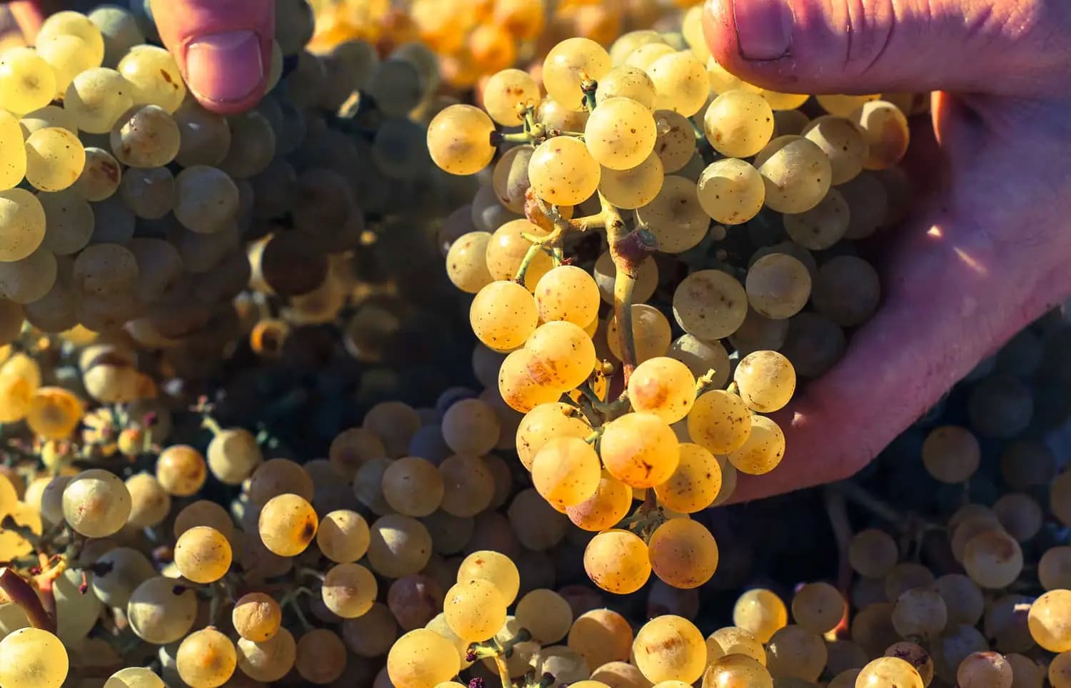 Racimo de Chardonnay