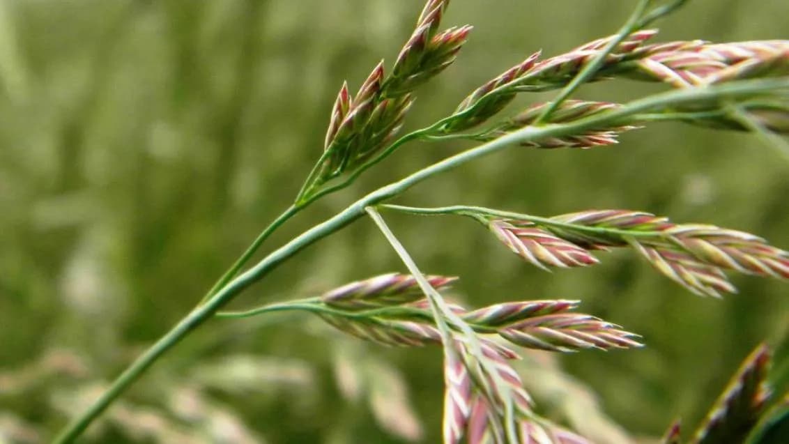 Festuca
