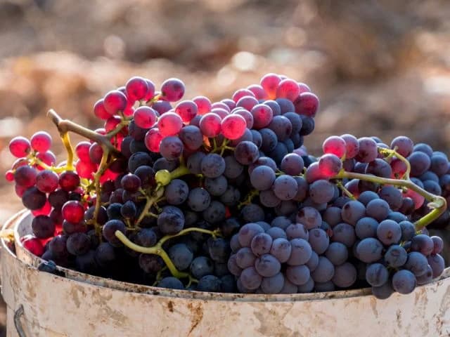 Racimo de Garnacha