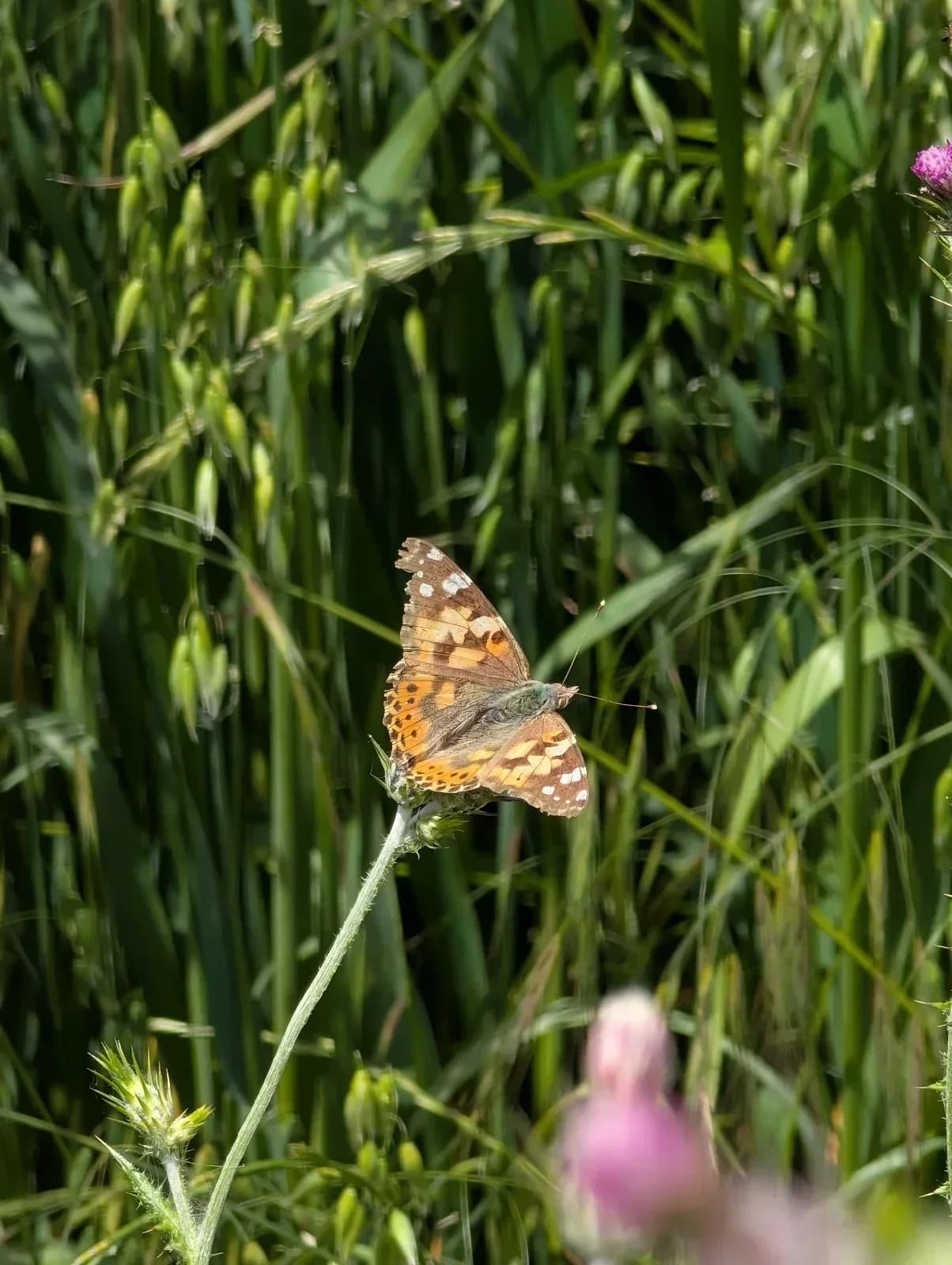 Mariposa común