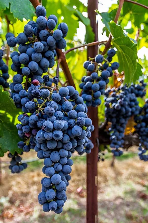 Racimo de Merlot