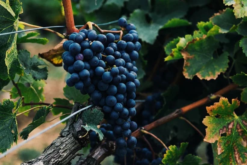 Racimo de Tempranillo