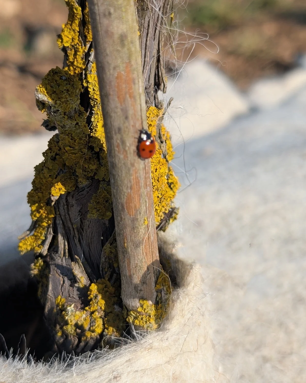 Detalle del acolchado de lana natural en el viñedo