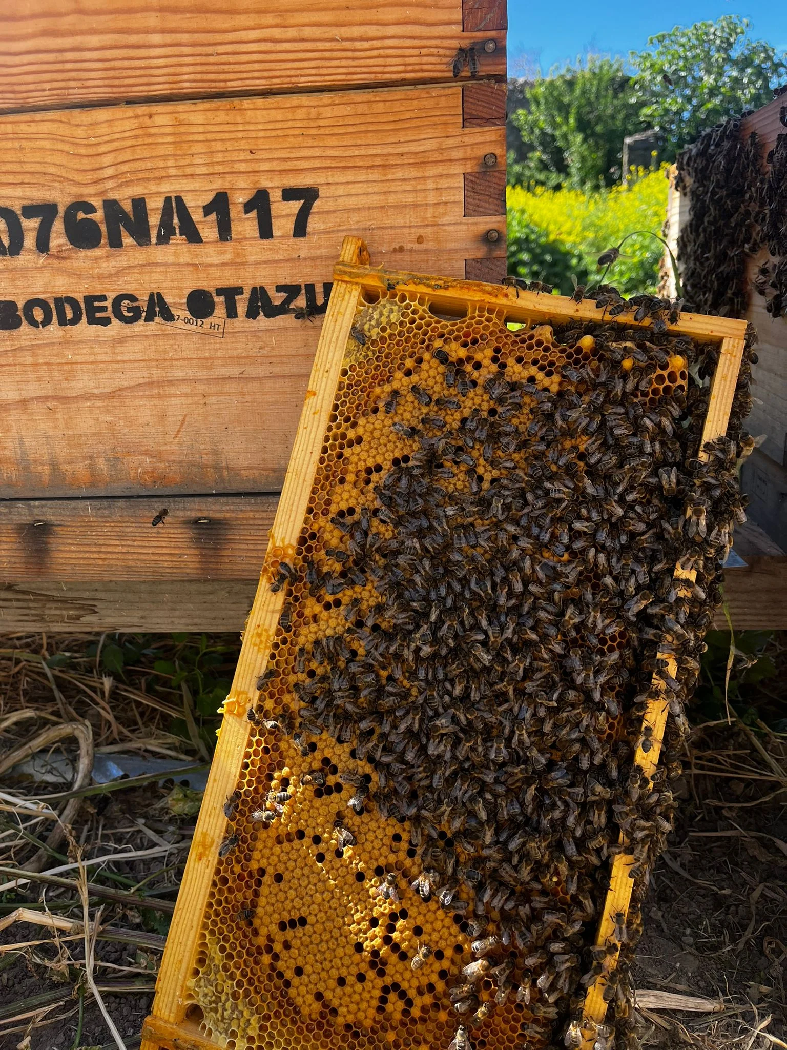 Colmenas de abejas en Otazu