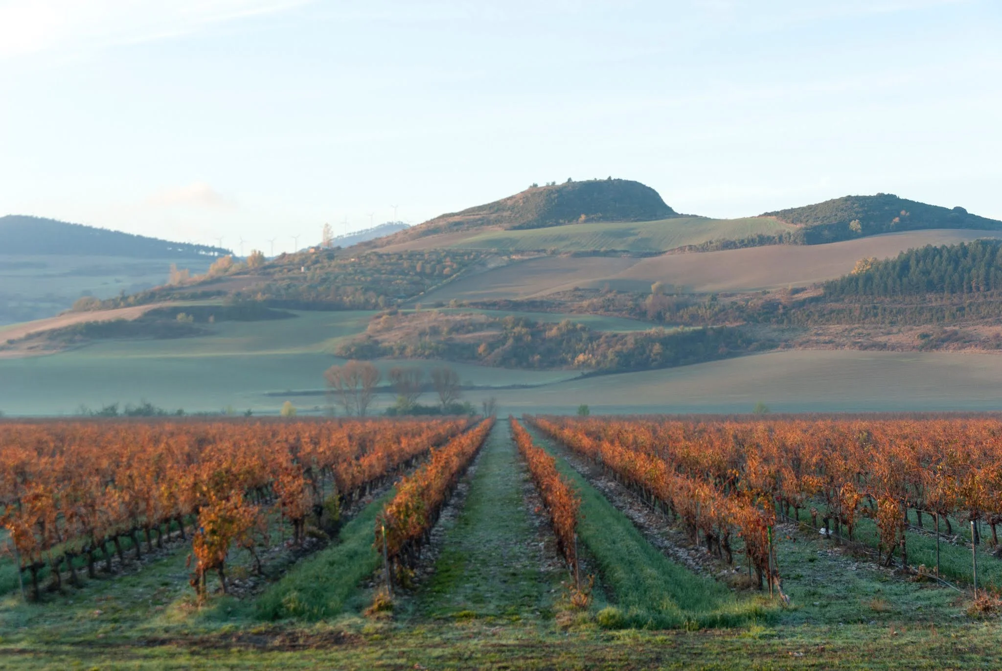 Viñedo de Otazu en otoño, época de poda