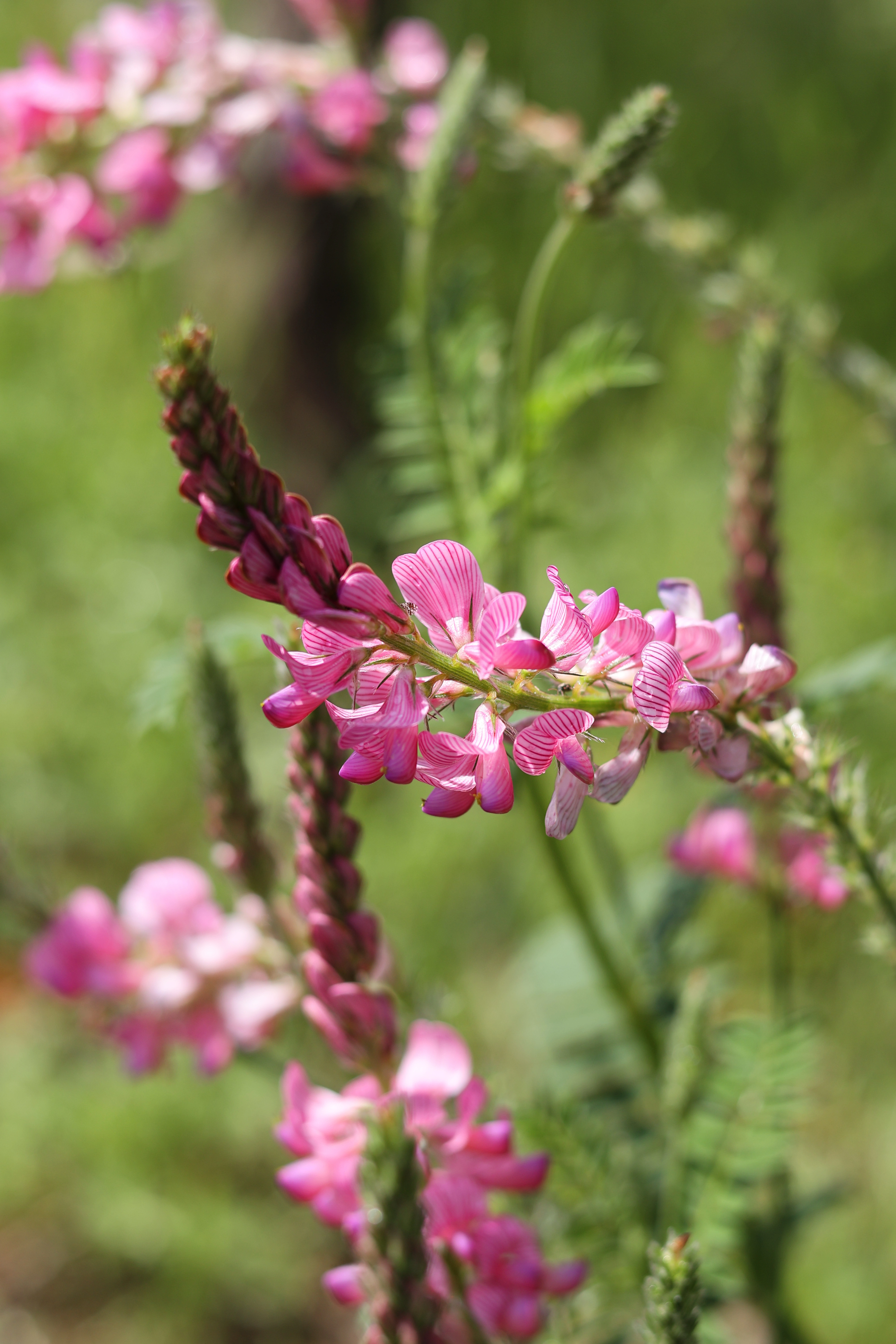Esparceta (Onobrychis viciifolia) en el viñedo de Otazu