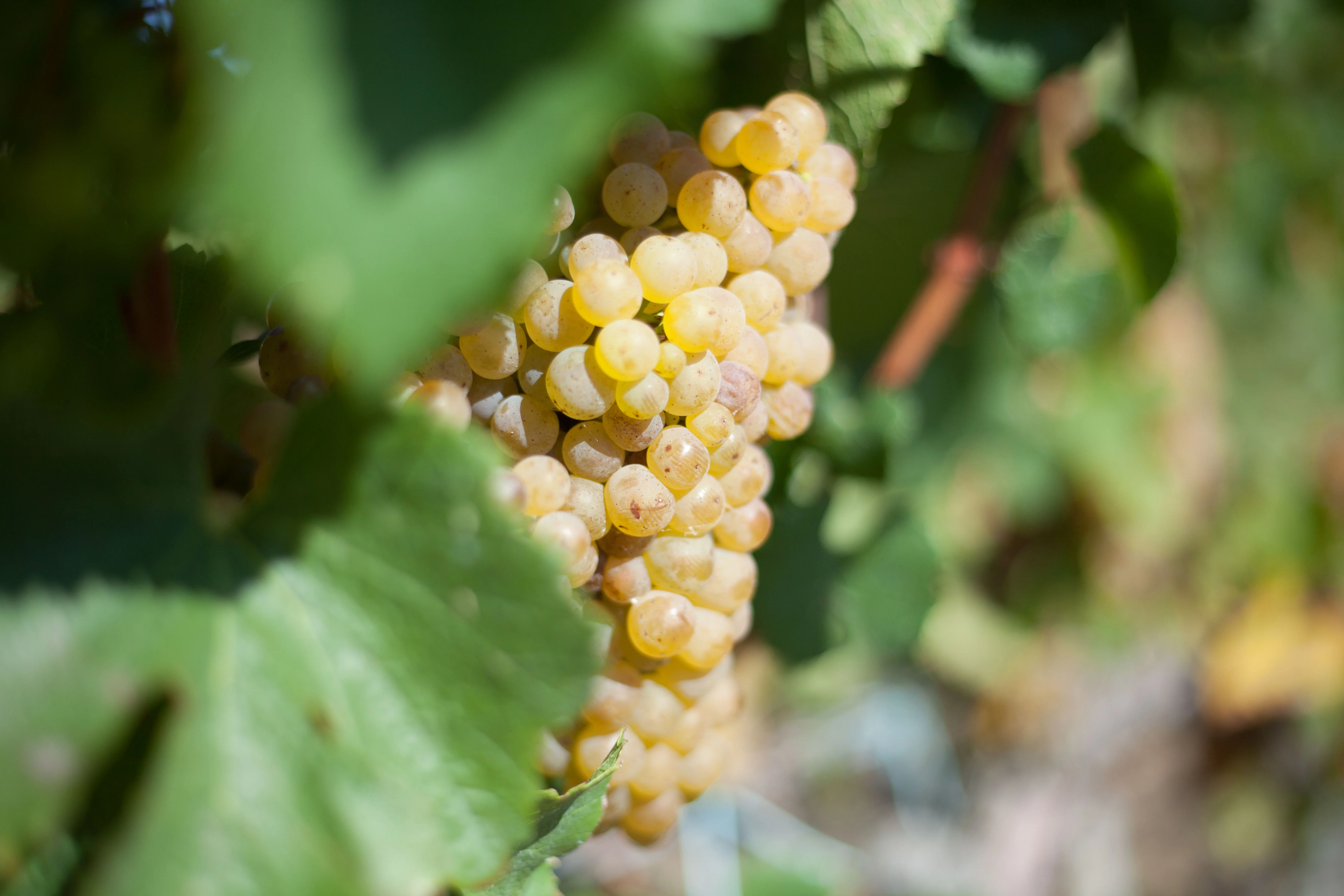 Otazu presenta la nueva añada de Pago de Otazu Chardonnay 2024